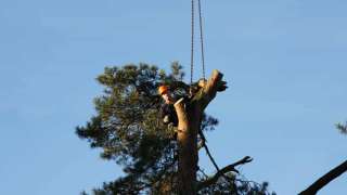 bomen kappen in Vught A van Spelde hovenier boom kappen prijsindicatie